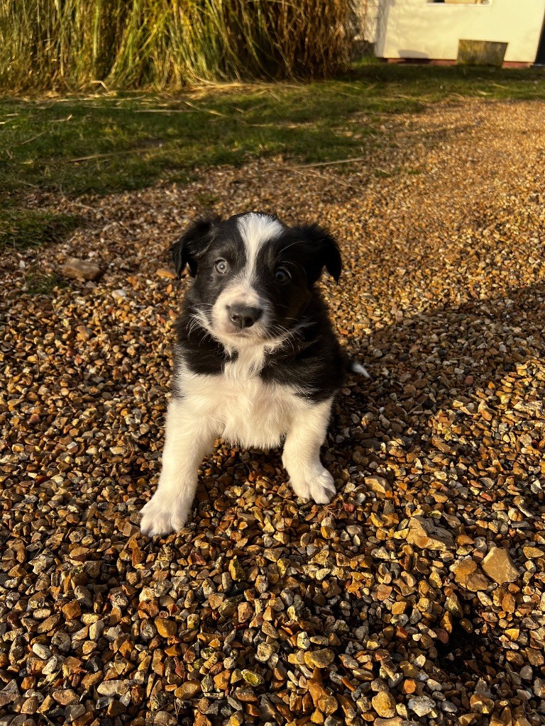 De La Vallée Des Quatre Griffes - Chiot disponible  - Border Collie