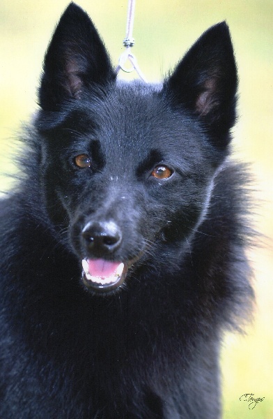 Gipsy-black des perles noires